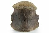 Huge Fossil Mosasaur (Tylosaurus) Vertebra Centrum - Texas #351220-4